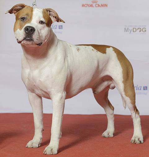 Terrier Staffordshire americà