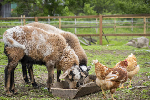 Animals domèstics no considerats de companyia