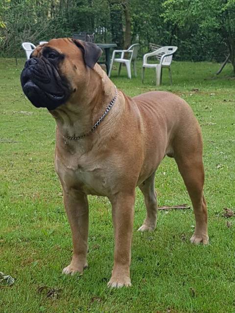 Bullmastiff