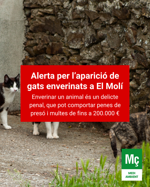 Alerta per l'aparició de gats enverinats a El Molí