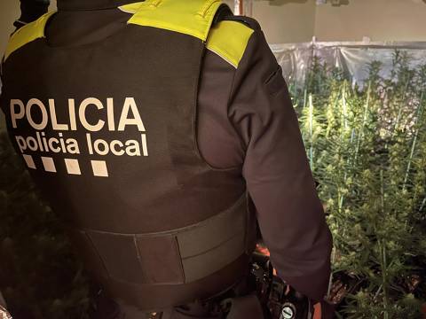 Dues persones detingudes i una plantació de cànnabis desmantellada a Mas Altaba