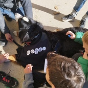 Tallers de gestió emocional mitjançant l’aprenentatge de l’educació canina 