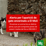 Alerta per l'aparició de gats enverinats a El Molí
