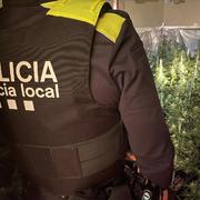 Dues persones detingudes i una plantació de cànnabis desmantellada a Mas Altaba